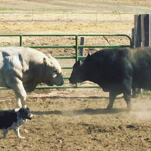 Day 11 of our 12-Day Ranching Journal
