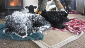 Vegan Protesters Inspire Cattle Rancher